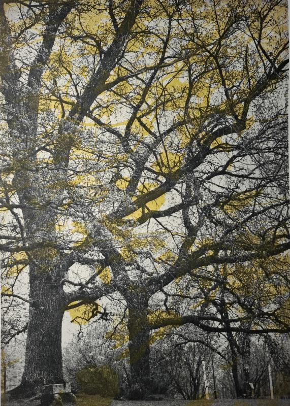 Valon kosketus, fotogravyyri, 25x37cm, 2025, Maire Kesseli