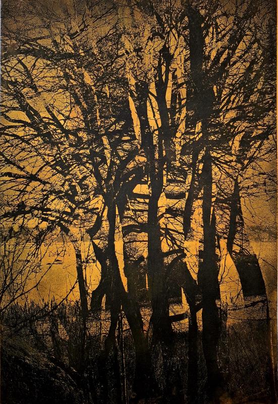Rantapuut, fotogravyyri, 27x40cm, 2022, Maire Kesseli