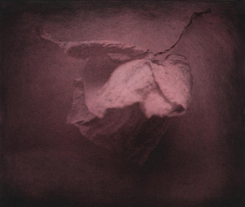 Kämmekät 1, polymeerigravyyri 2024