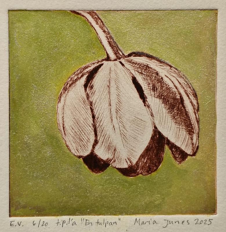 E.V. 6/20 T.p.l'a "En Tulpan", Maria Junes 2025 10×10cm kuivaneula grafiikka, akryylimuste