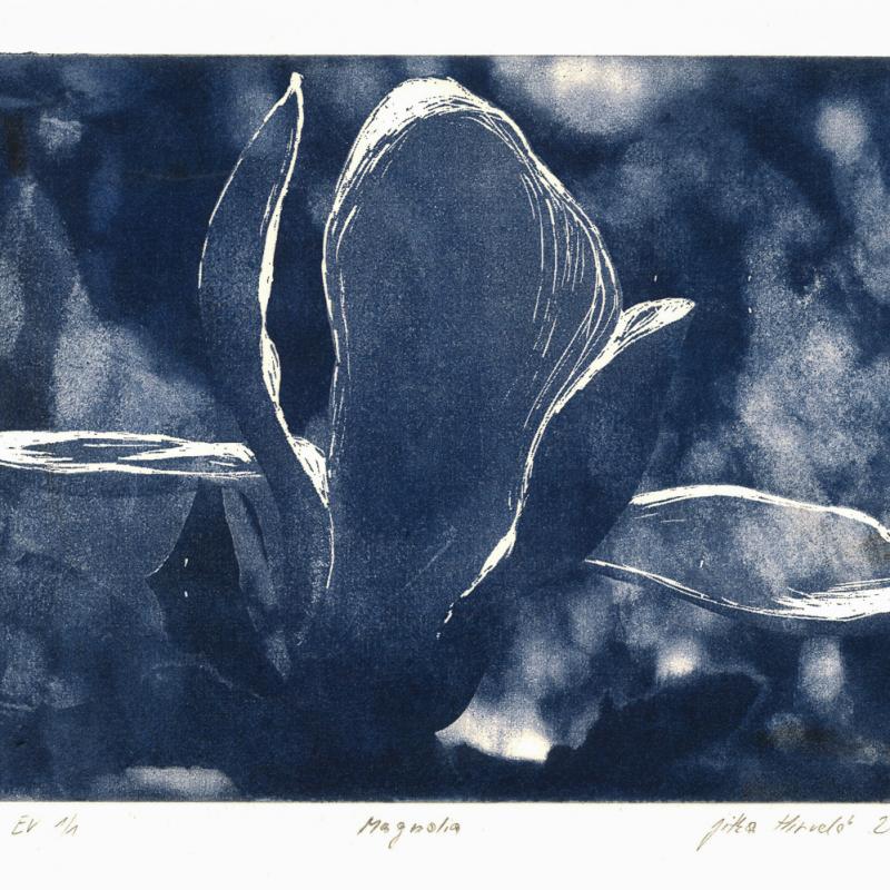 Jitka Hirvelä, Magnolia, Polymer photogravure, 148x210 mm, 2024