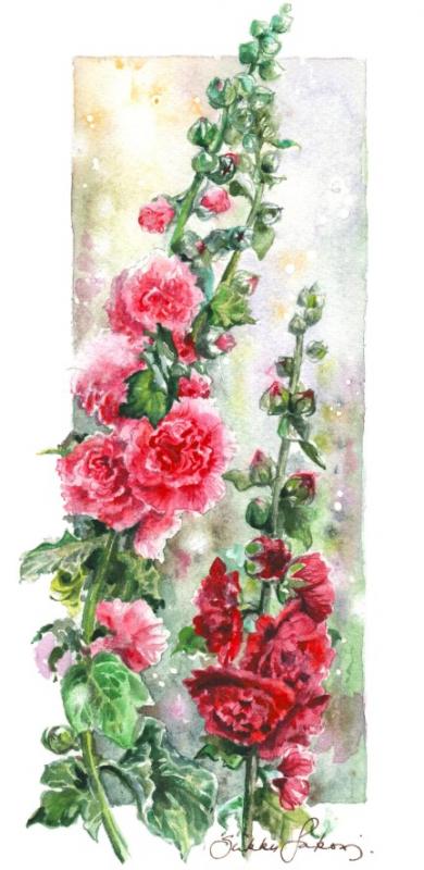 Salkoruusu, Akvarellimaalaus korttituotantoon, 2024, koko n. 15x30cm kuvaaja Sirkku Saukonoja